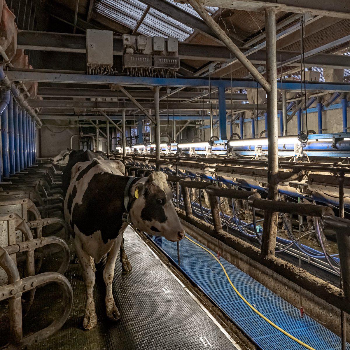 FarmPro LED TL armatuur 150 cm - Agrarische LED TL verlichting - Ammoniak- en waterbestendig - IP69K TL verlichting LED.nl