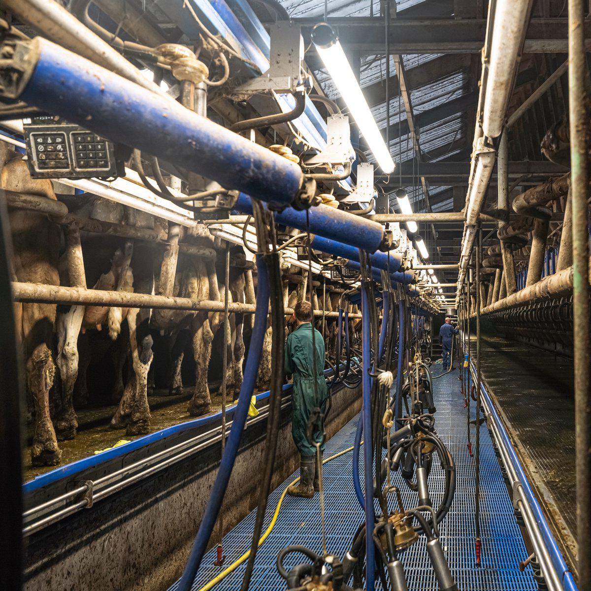 FarmPro LED TL armatuur 150 cm - Agrarische LED TL verlichting - Ammoniak- en waterbestendig - IP69K TL verlichting LED.nl