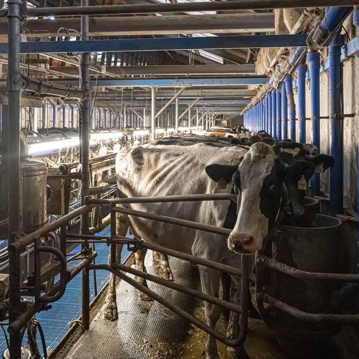 FarmPro LED TL armatuur 150 cm - Agrarische LED TL verlichting - Ammoniak- en waterbestendig - IP69K TL verlichting LED.nl